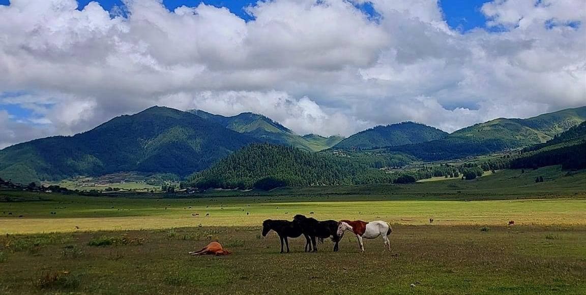 Phobjikha Valley Bhutan – Black-Necked Cranes in the Glacial Phobjikha Valley with Gangtey Monastery on the Ridge Above