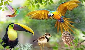 Bhutan Birding Expedition
